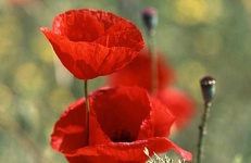 image of flower