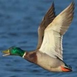 image of bird