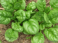image of spinach #8