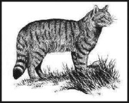 image of wild_cat #7