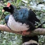 image of horned_guan #11