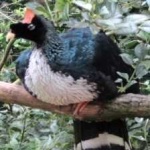 image of bird