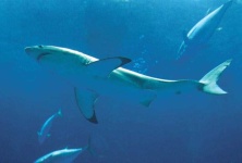 image of great_white_shark