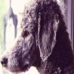 image of poodle #14