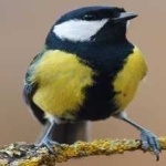 image of bird