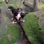 image of entlebucher