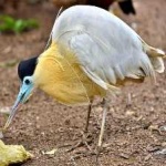 image of bird
