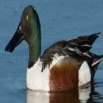 image of northern_shoveler #7