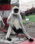 image of langur