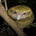 image of bird