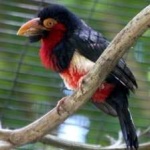 image of bearded_barbet #31