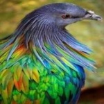 image of bird