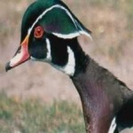 image of wood_duck #0