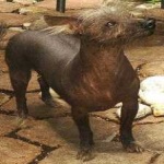 image of animal
