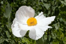 image of flower