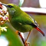 image of bird