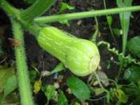 image of butternut_squash #15