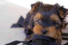 image of yorkshire_terrier #20