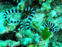 image of sea_snake