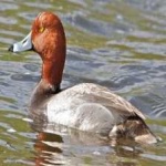 image of bird