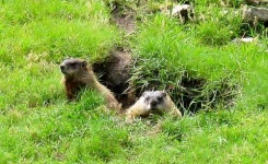 image of beaver