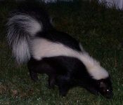 image of skunk