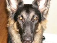 image of german_shepherd
