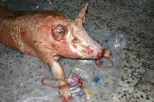 image of hog
