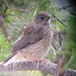 image of bird