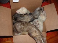 image of black_footed_ferret