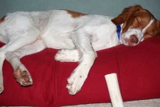 image of brittany_spaniel