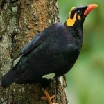 image of bird