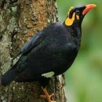 image of enggano_myna #33