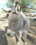 image of donkey #24