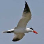 image of bird