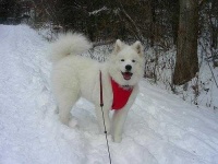 image of samoyed