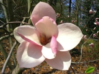 image of magnolia #6