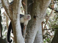 image of capuchin