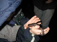 image of spotted_salamander