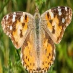 image of animal