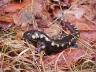 image of spotted_salamander