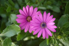 image of flower