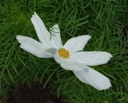 image of flower