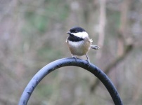 image of chickadee