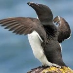 image of bird