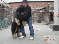 image of tibetan_mastiff #31