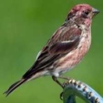 image of bird