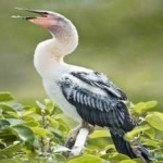 image of bird