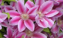 image of clematis #6