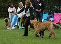 image of leonberg